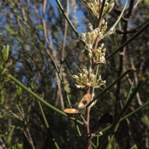 Hakea microcarpa at Paddys River, ACT - 22 Oct 2014