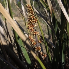 Lomandra longifolia (Spiny-headed Mat-rush, Honey Reed) at Pine Island to Point Hut - 22 Oct 2014 by MichaelBedingfield