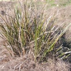 Lomandra longifolia at Paddys River, ACT - 22 Oct 2014