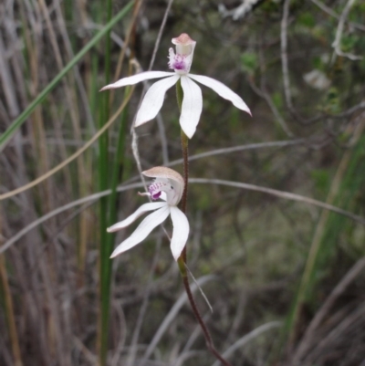 Caladenia moschata (Musky Caps) at QPRC LGA - 24 Oct 2014 by KGroeneveld