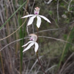 Caladenia moschata (Musky Caps) at Mount Jerrabomberra - 24 Oct 2014 by KGroeneveld