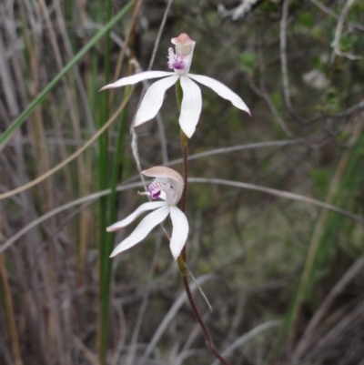 Caladenia moschata (Musky Caps) at Mount Jerrabomberra - 24 Oct 2014 by KGroeneveld