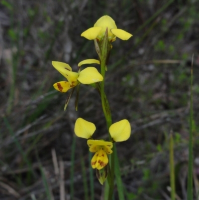 Diuris sulphurea (Tiger Orchid) at Mount Jerrabomberra - 24 Oct 2014 by KGroeneveld