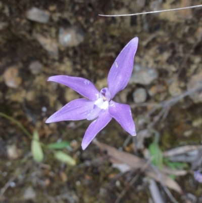Glossodia major (Wax Lip Orchid) at Mount Jerrabomberra - 24 Oct 2014 by KGroeneveld