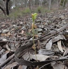 Hymenochilus muticus at Mount Jerrabomberra - 24 Oct 2014 by KGroeneveld