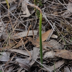 Microtis unifolia at Jerrabomberra, NSW - 24 Oct 2014 by KGroeneveld