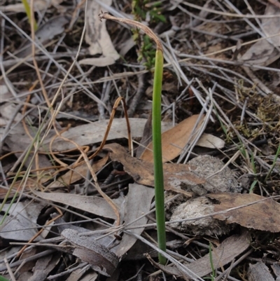 Microtis unifolia at Jerrabomberra, NSW - 24 Oct 2014 by KGroeneveld