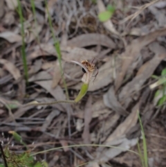 Caladenia atrovespa (Green-comb Spider Orchid) at QPRC LGA - 24 Oct 2014 by KGroeneveld