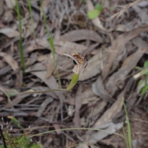 Caladenia atrovespa at Jerrabomberra, NSW - 24 Oct 2014