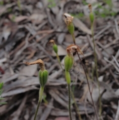 Caladenia atrovespa (Green-comb Spider Orchid) at Mount Jerrabomberra QP - 24 Oct 2014 by KGroeneveld