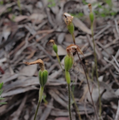 Caladenia atrovespa (Green-comb Spider Orchid) at Mount Jerrabomberra - 24 Oct 2014 by KGroeneveld