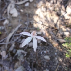 Caladenia moschata (Musky Caps) at Jerrabomberra, NSW - 22 Oct 2014 by KGroeneveld