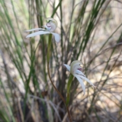 Caladenia moschata (Musky Caps) at QPRC LGA - 22 Oct 2014 by KGroeneveld