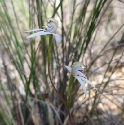 Caladenia moschata (Musky Caps) at Jerrabomberra, NSW - 22 Oct 2014 by KGroeneveld