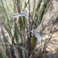 Caladenia moschata (Musky Caps) at Mount Jerrabomberra - 22 Oct 2014 by KGroeneveld