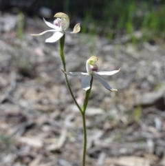 Caladenia moschata (Musky Caps) at Jerrabomberra, NSW - 23 Oct 2014 by KGroeneveld