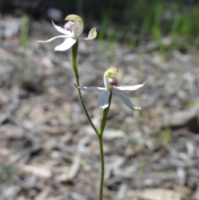 Caladenia moschata (Musky Caps) at Jerrabomberra, NSW - 23 Oct 2014 by KGroeneveld