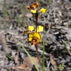 Diuris semilunulata (Late Leopard Orchid) at Jerrabomberra, NSW - 23 Oct 2014 by KGroeneveld