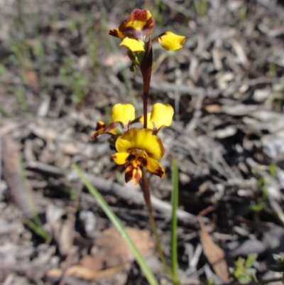 Diuris semilunulata (Late Leopard Orchid) at QPRC LGA - 22 Oct 2014 by KGroeneveld