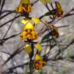 Diuris semilunulata (Late Leopard Orchid) at Mount Jerrabomberra QP - 23 Oct 2014 by KGroeneveld