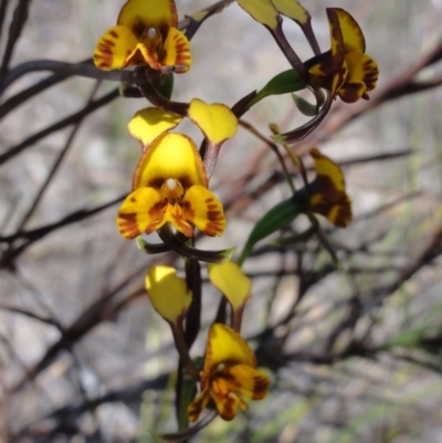 Diuris semilunulata (Late Leopard Orchid) at QPRC LGA - 23 Oct 2014 by KGroeneveld