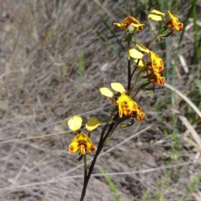 Diuris semilunulata (Late Leopard Orchid) at QPRC LGA - 23 Oct 2014 by KGroeneveld