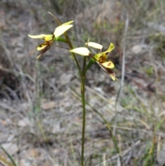 Diuris sulphurea (Tiger Orchid) at Mount Jerrabomberra QP - 23 Oct 2014 by KGroeneveld