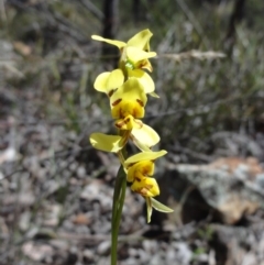 Diuris sulphurea (Tiger Orchid) at Mount Jerrabomberra - 23 Oct 2014 by KGroeneveld