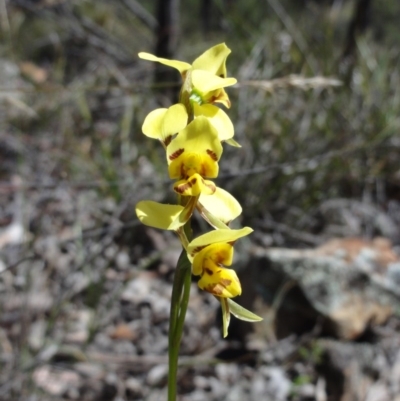 Diuris sulphurea (Tiger Orchid) at Mount Jerrabomberra - 23 Oct 2014 by KGroeneveld