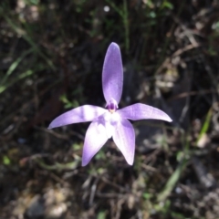 Glossodia major (Wax Lip Orchid) at QPRC LGA - 23 Oct 2014 by KGroeneveld