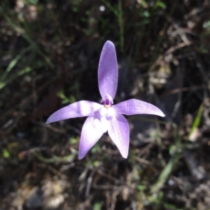 Glossodia major at Jerrabomberra, NSW - 23 Oct 2014