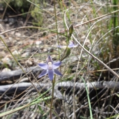 Thelymitra pauciflora (Slender Sun Orchid) at Jerrabomberra, NSW - 22 Oct 2014 by KGroeneveld