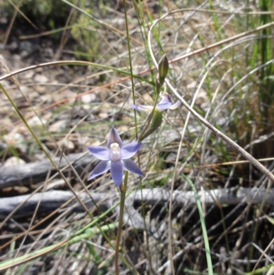 Thelymitra pauciflora (Slender Sun Orchid) at Mount Jerrabomberra QP - 22 Oct 2014 by KGroeneveld