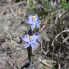 Thelymitra pauciflora (Slender Sun Orchid) at QPRC LGA - 23 Oct 2014 by KGroeneveld