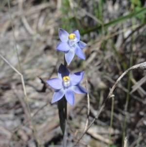 Thelymitra pauciflora at Jerrabomberra, NSW - suppressed