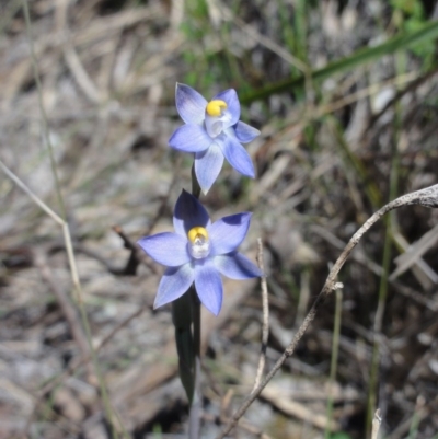 Thelymitra pauciflora (Slender Sun Orchid) at Mount Jerrabomberra - 23 Oct 2014 by KGroeneveld