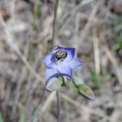 Thelymitra pauciflora at Jerrabomberra, NSW - suppressed