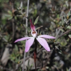 Caladenia fuscata (Dusky Fingers) at Jerrabomberra, NSW - 20 Sep 2013 by KGroeneveld