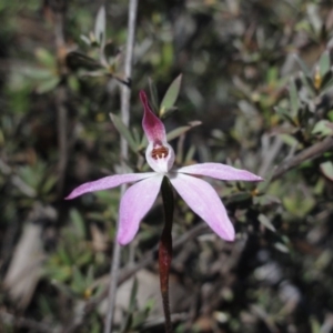 Caladenia fuscata at Jerrabomberra, NSW - 21 Sep 2013