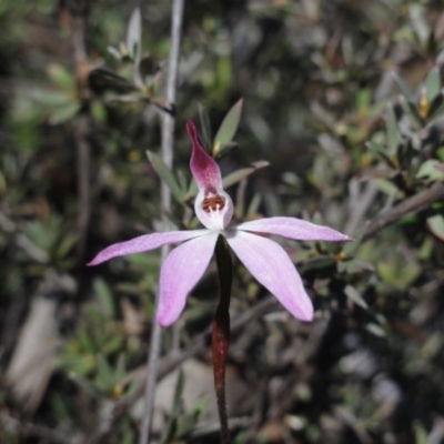 Caladenia fuscata (Dusky Fingers) at Jerrabomberra, NSW - 21 Sep 2013 by KGroeneveld