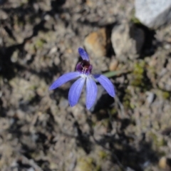 Cyanicula caerulea (Blue Fingers, Blue Fairies) at Mount Jerrabomberra - 20 Sep 2013 by KGroeneveld