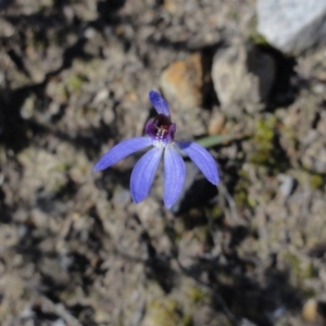 Cyanicula caerulea at Jerrabomberra, NSW - suppressed