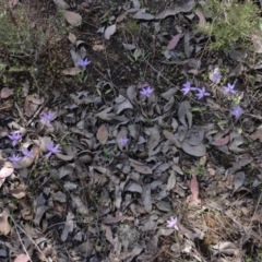 Glossodia major (Wax Lip Orchid) at Mount Jerrabomberra QP - 20 Sep 2013 by KGroeneveld