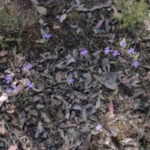 Glossodia major at Jerrabomberra, NSW - 21 Sep 2013