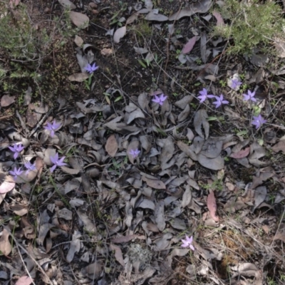 Glossodia major (Wax Lip Orchid) at Mount Jerrabomberra - 20 Sep 2013 by KGroeneveld