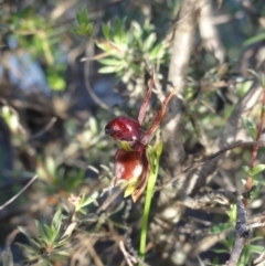 Caleana major (Large Duck Orchid) at Mount Jerrabomberra QP - 24 Nov 2010 by KGroeneveld