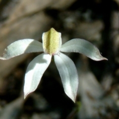 Caladenia sp. (A Caladenia) at Farrer Ridge - 27 Oct 2014 by julielindner