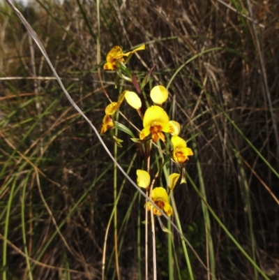 Diuris semilunulata (Late Leopard Orchid) at Bicentennial Park - 22 Oct 2014 by KGroeneveld