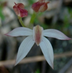 Caladenia moschata (Musky Caps) at Farrer Ridge - 28 Oct 2014 by julielindner