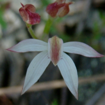 Caladenia moschata (Musky Caps) at Farrer Ridge - 28 Oct 2014 by julielindner